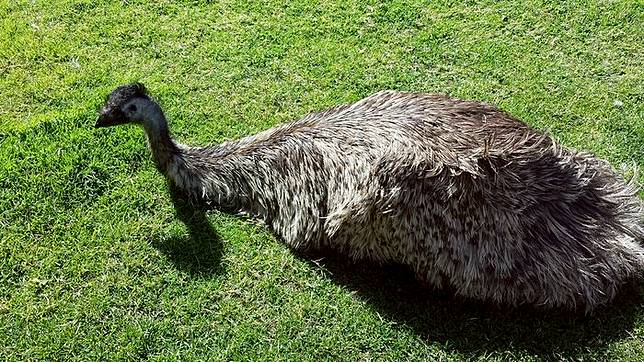5 Jenis Burung Yang Tak Bisa Terbang Burung Kiwi Jadi Simbol