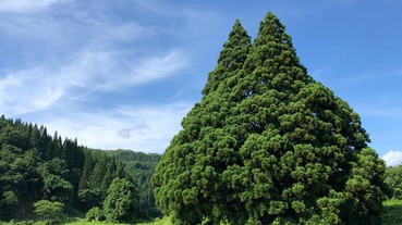 看起來很可愛其實是神木 日本龍貓樹的故事