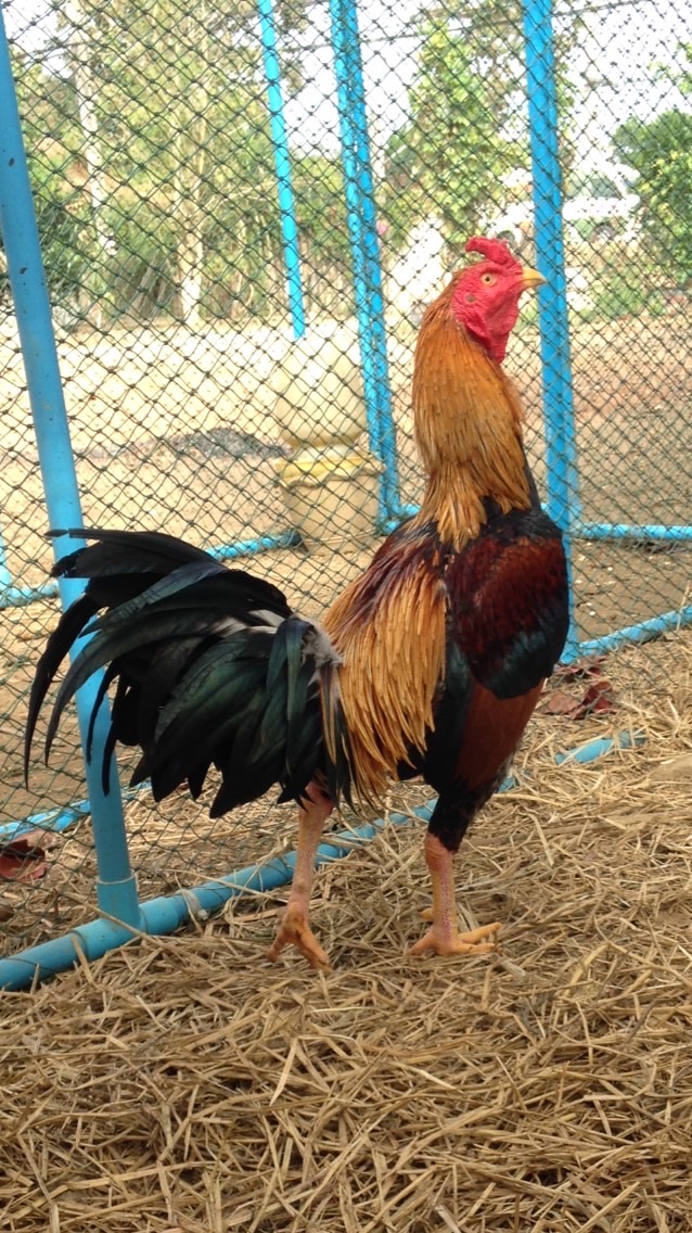 เจ้าสบาย