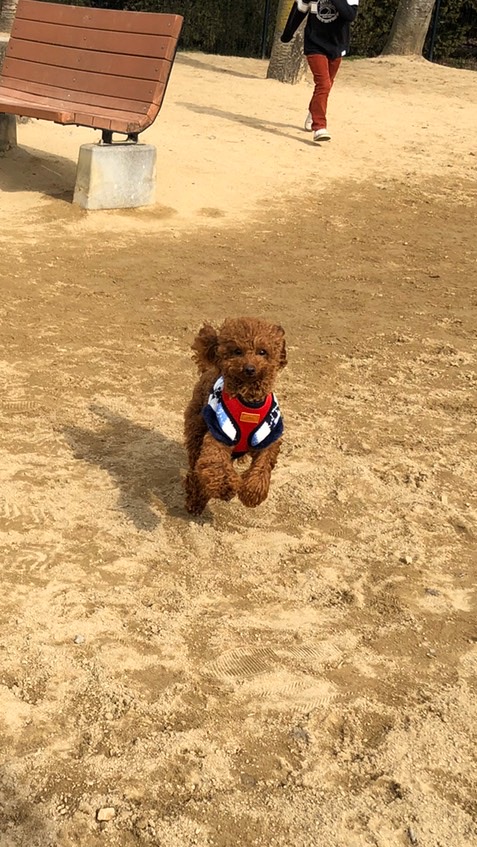 広島  福山  三原  犬好き