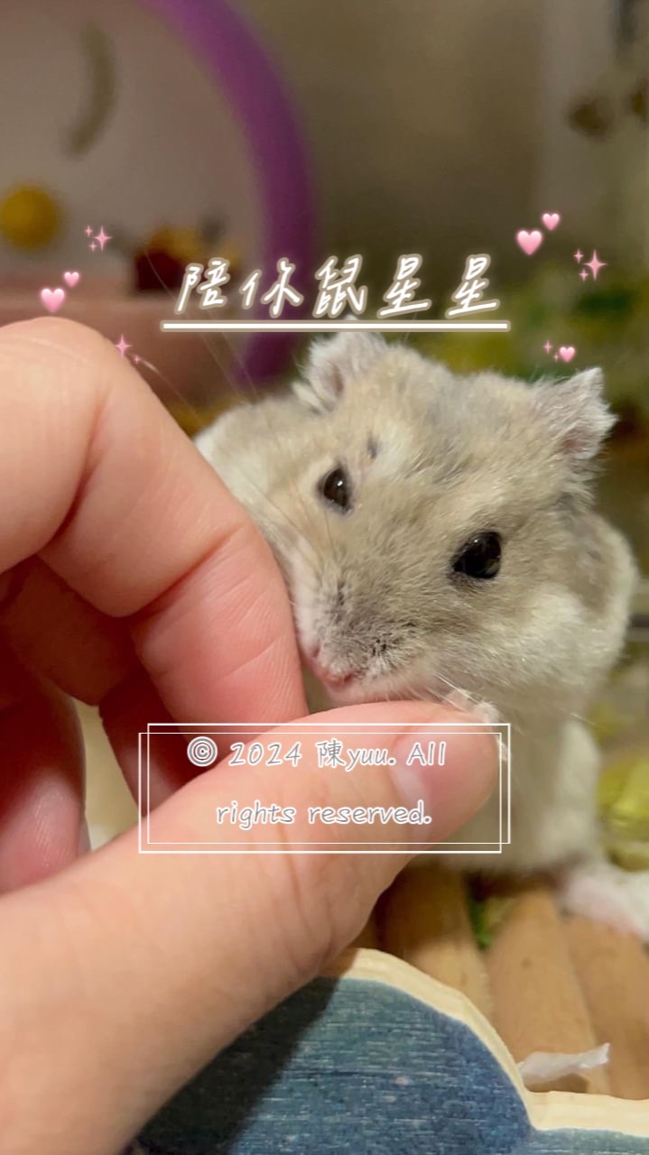 🆕提供米家監視✨桃園南崁-侏儒鼠寄宿/住宿/寄養🐹歡迎中途/順風車借宿🆓