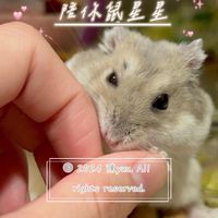 🆕提供米家監視✨桃園南崁-侏儒鼠寄宿/住宿/寄養🐹歡迎中途/順風車借宿🆓