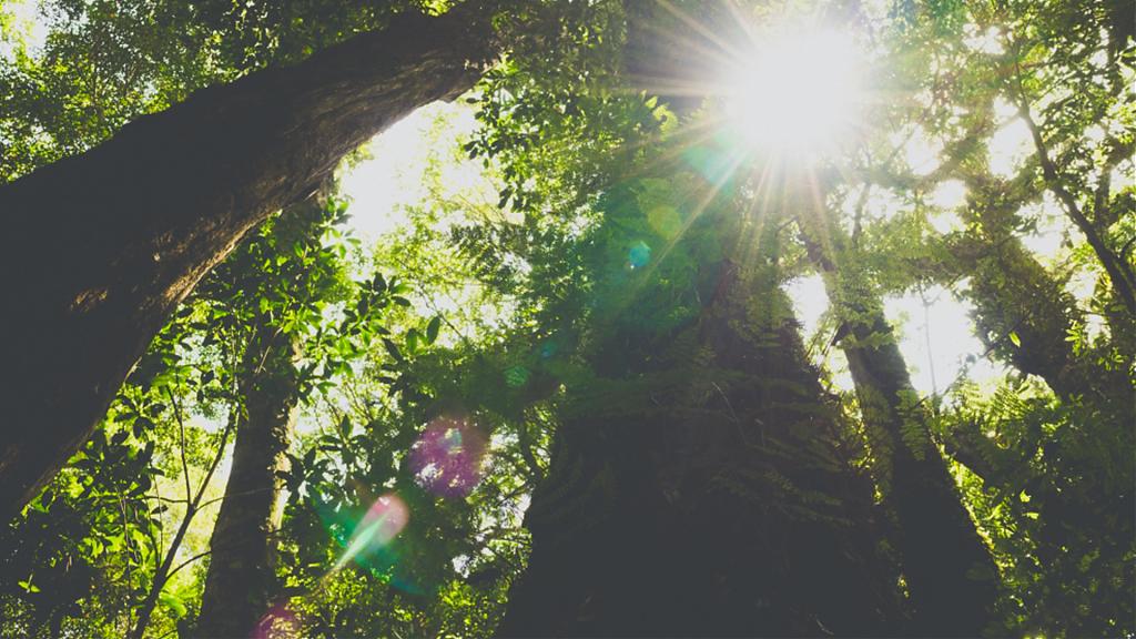塔曼山魔幻森林步道景色