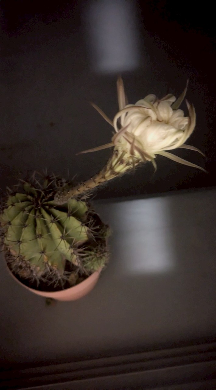 もろともに歌はむ