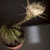 もろともに歌はむ