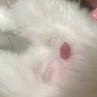 迷人的危險ROX工會社群