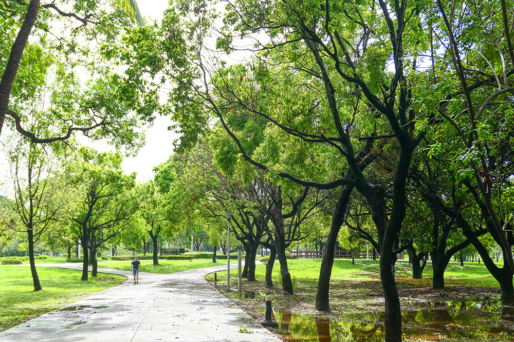 筆直寬闊的道路，及兩旁高聳蔥鬱的行道樹，是許多市民們習以為常的港都風景。 (攝影/李瑰嫻)