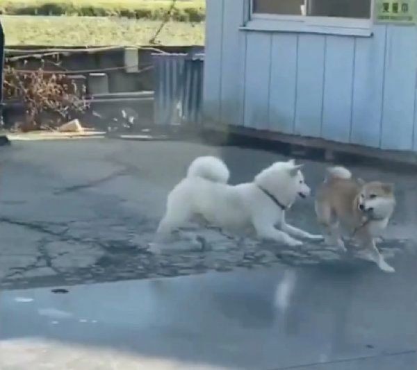 メス犬のおしっこや陰部にまつわるお悩みあれこれ