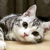 足下生輝