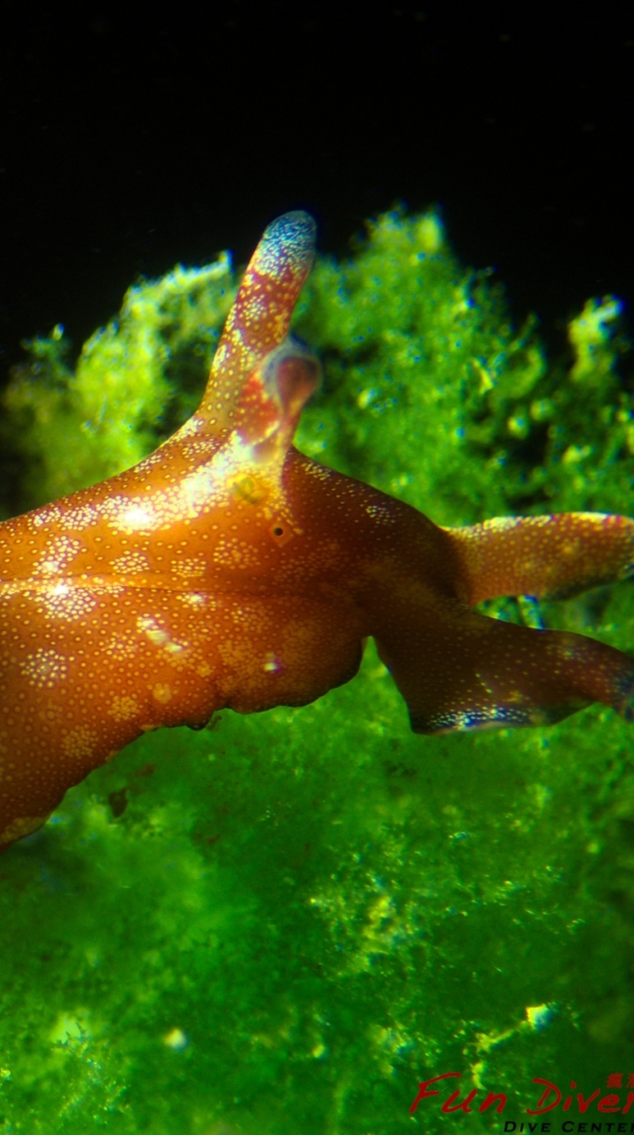 Fun Divers Taiwan