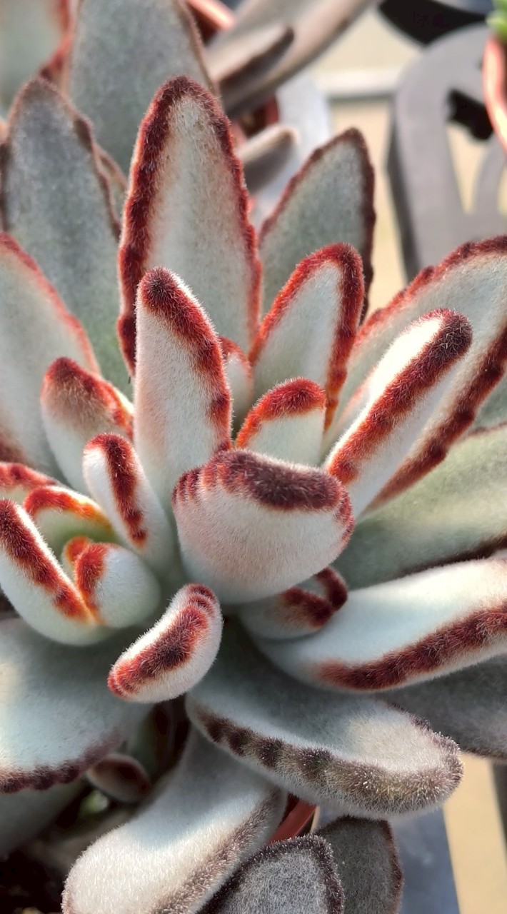 刺蝟多肉植物