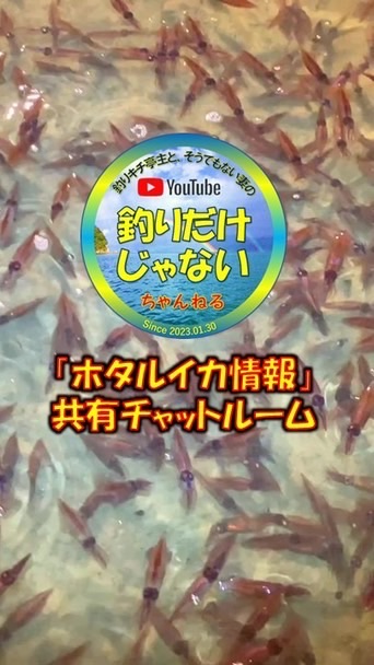 釣りキチ亭主&ヨチコのホタルイカ情報2026
