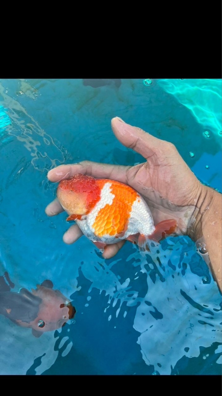 ซื้อ-ขาย ปลาทอง by SP Goldfish