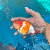 ซื้อ-ขาย ปลาทอง by SP Goldfish