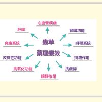 冬蟲夏草菌絲 臨床實驗證明