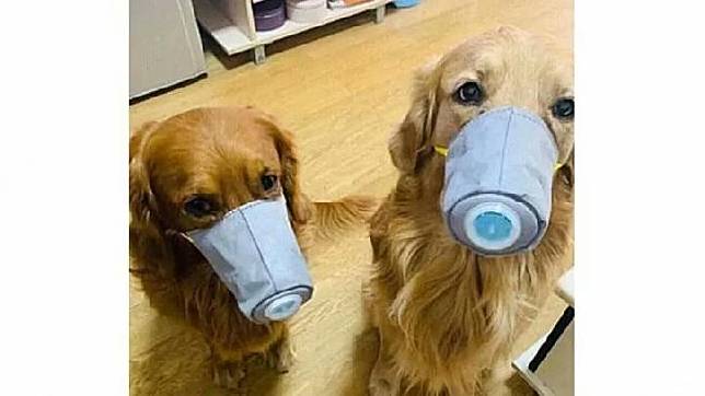 Cegah Virus Corona Anjing Di Cina Ikut Pakai Masker