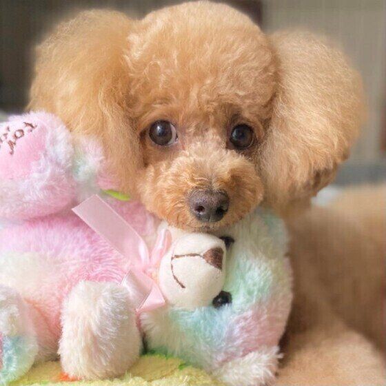 腎不全とどう向き合うか 病気と闘う犬と飼い主さんの思い