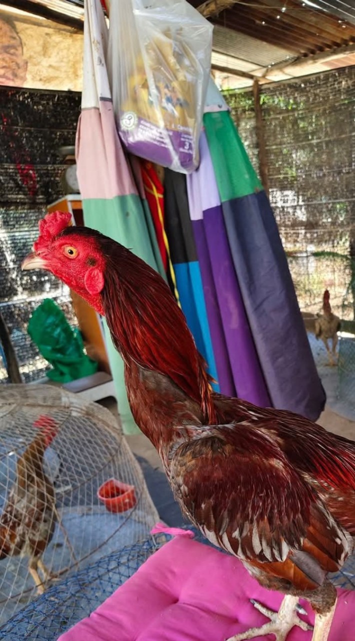 แบงค์. ซุ้ม.ญาริน ฟาร์ม