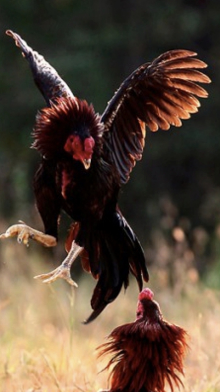 ดูไก่ชน