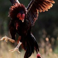 ดูไก่ชน