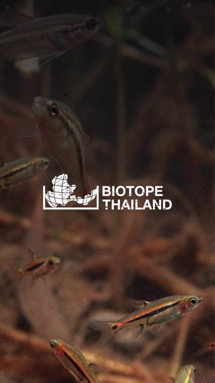 Biotope Thailand