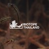Biotope Thailand