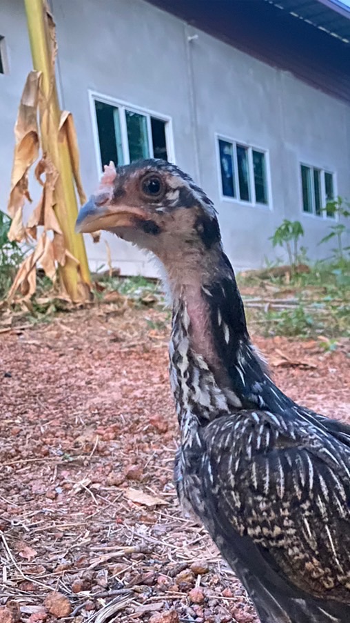 มายองเนส ไก่ชน