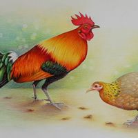 รัฐชนาวี ฟาร์ม อนุรักษ์ไก่ต่อไทย