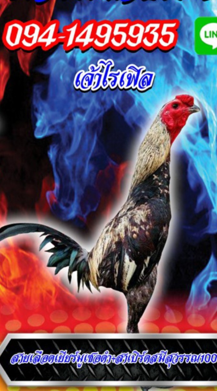 ไก่ชน วงศ์แหวน ฟาร์ม