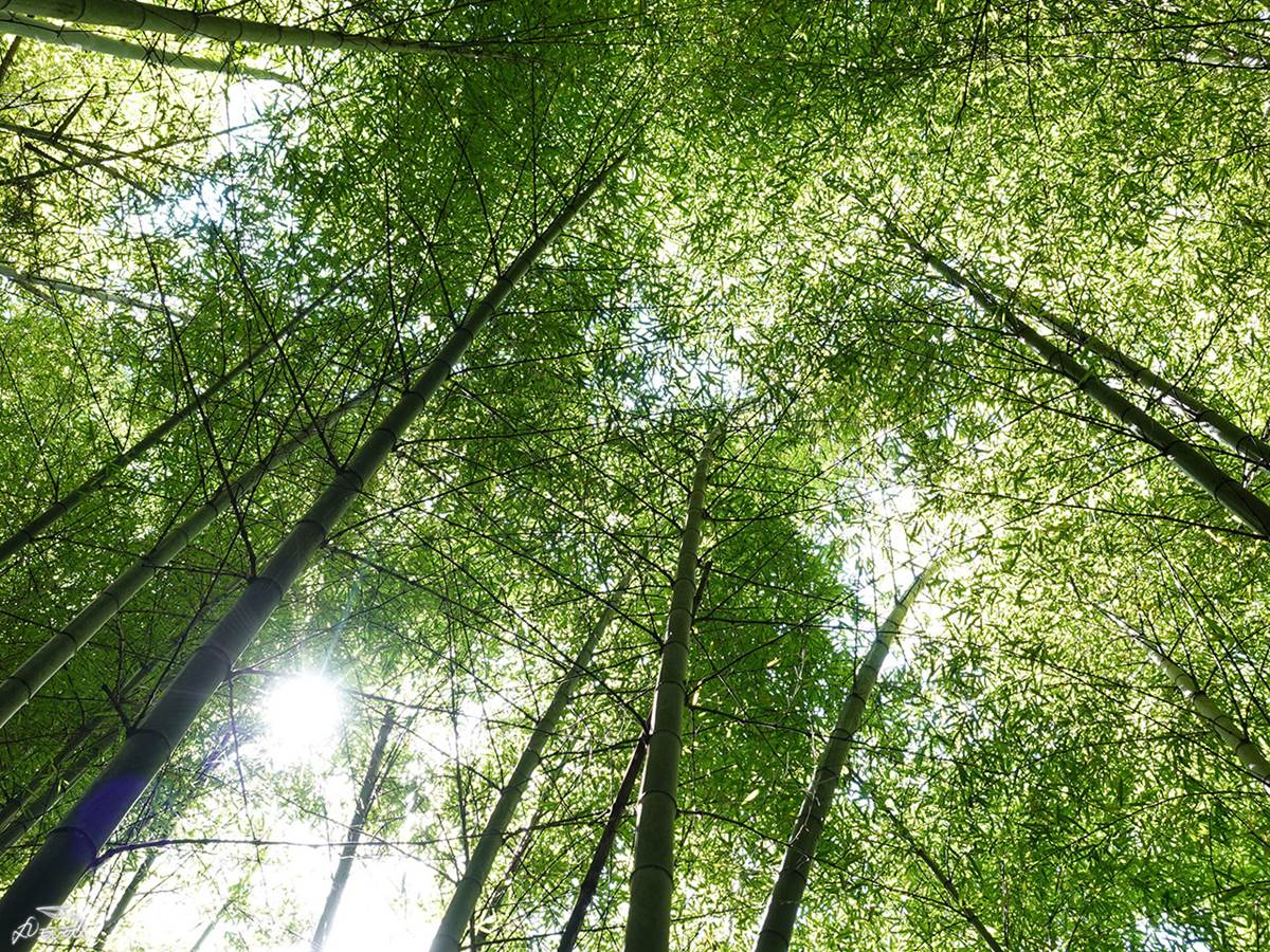 嘉義最消暑玩法！２大瀑布祕境＋10條森林步道：阿里山五星級步道、嵐山竹林