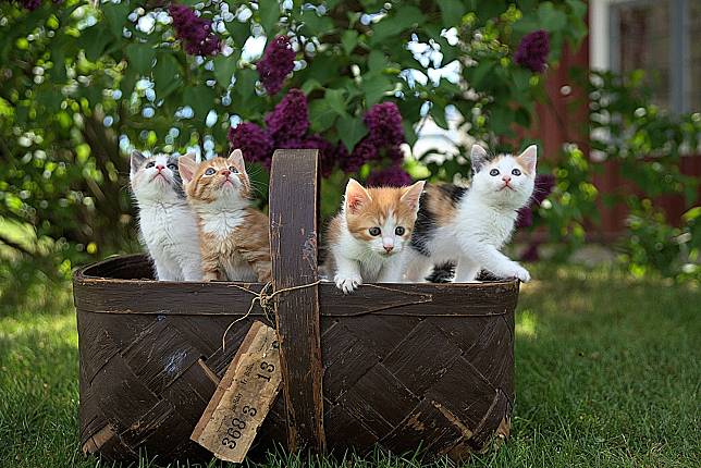 Alasan Bangkai Kucing Jarang Ditemukan