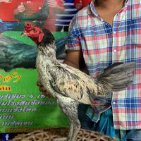 ส.ดาวลูกไก่นำโชค