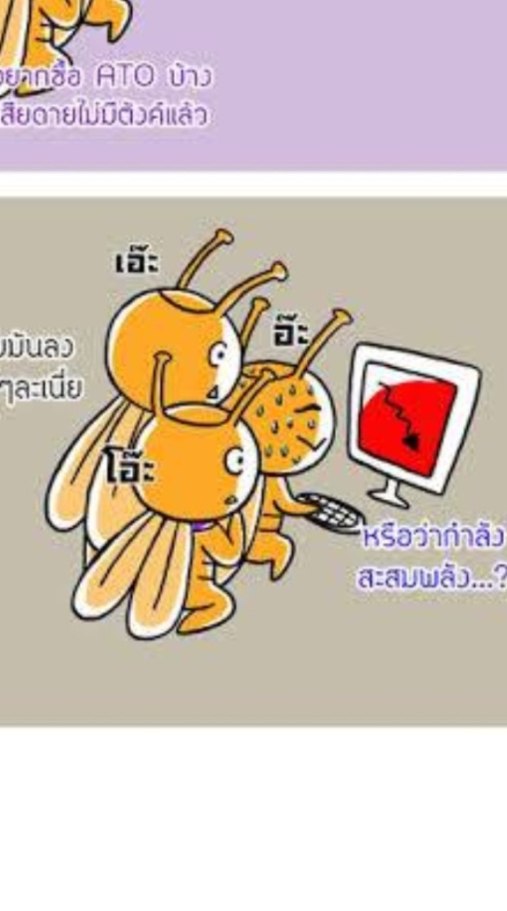 แมงเม่าเฝ้าดอย