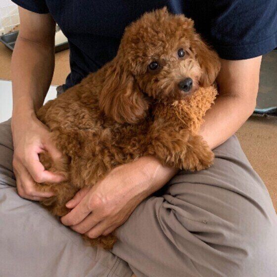 犬が ひざの上にのる理由 がかわいすぎる