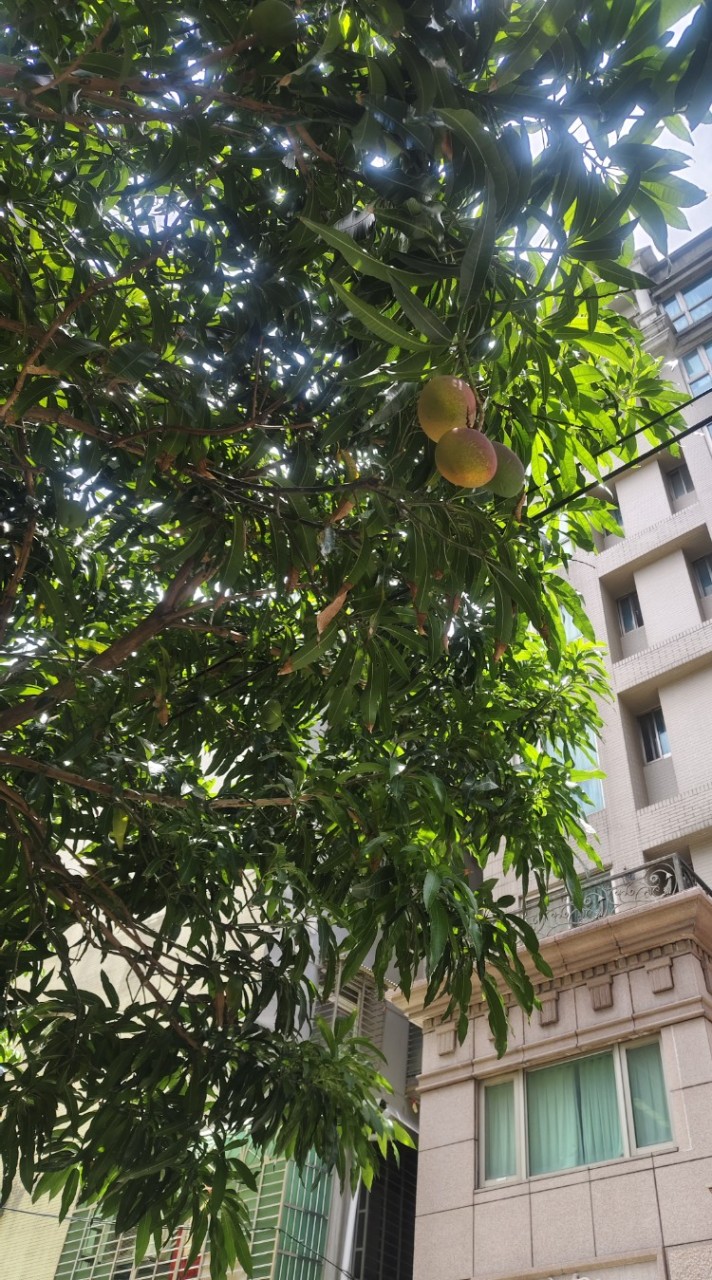 中港阿嬤籃球魔鬼營