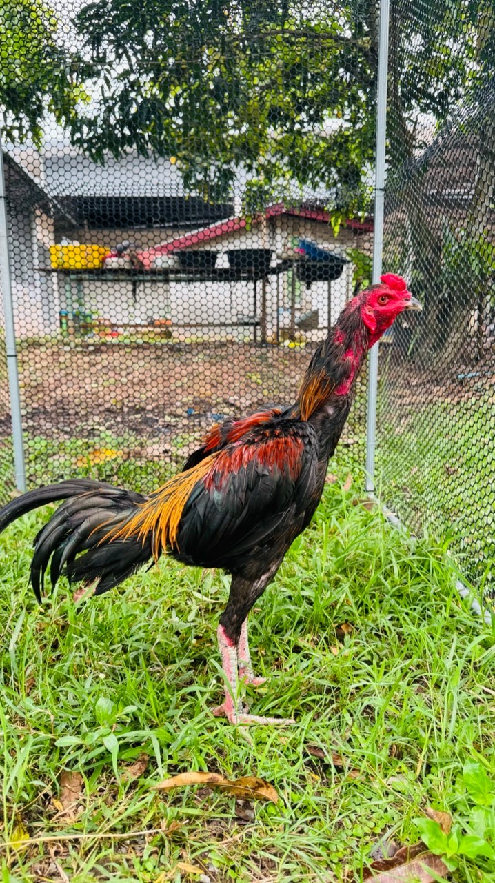 Fantastic Farm ไก่ชน 🇹🇭🇲🇲