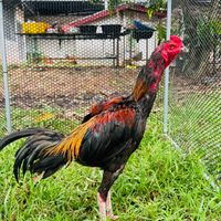 Fantastic Farm ไก่ชน 🇹🇭🇲🇲