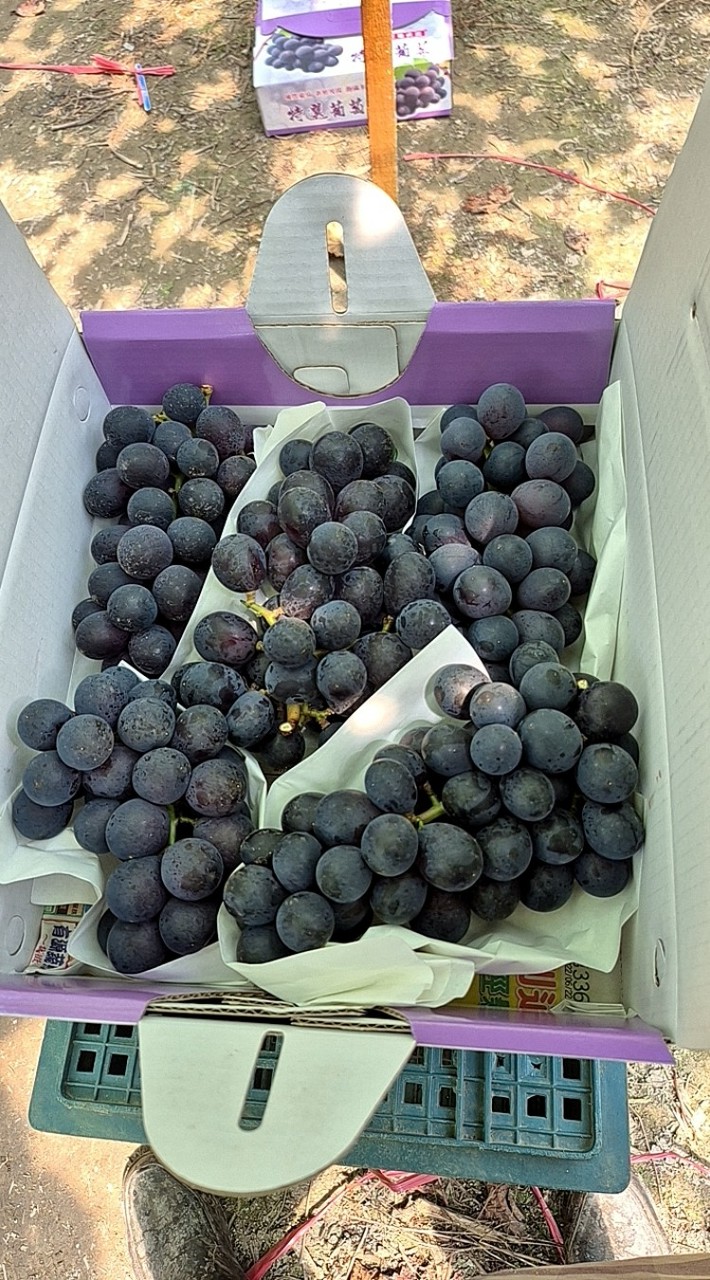 春之果🍇（溪湖巨峰葡萄）