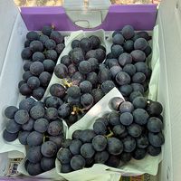 春之果🍇（溪湖巨峰葡萄）