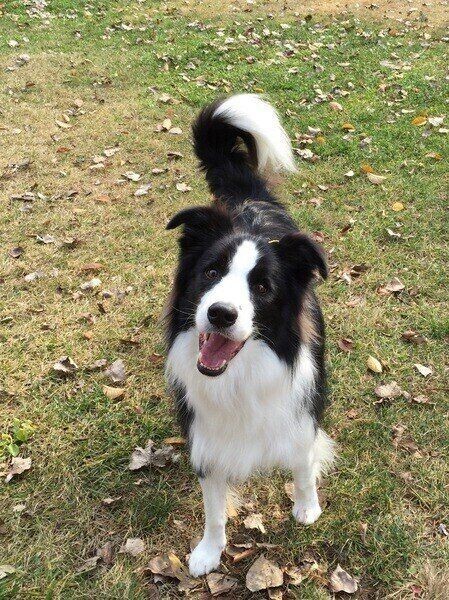 愛犬の名前は入ってる 年人気名前ランキング オス犬部門