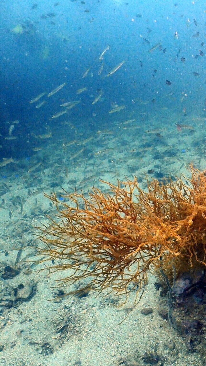 ดำน้ำกัน dive together