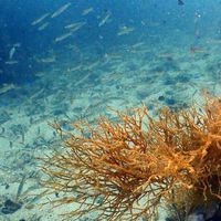 ดำน้ำกัน dive together