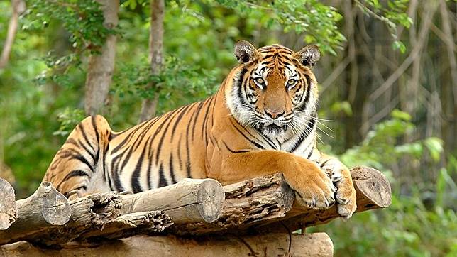 Download 9100 Koleksi Gambar Harimau Lagi Sedih  HD