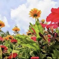 茉莉花中国語