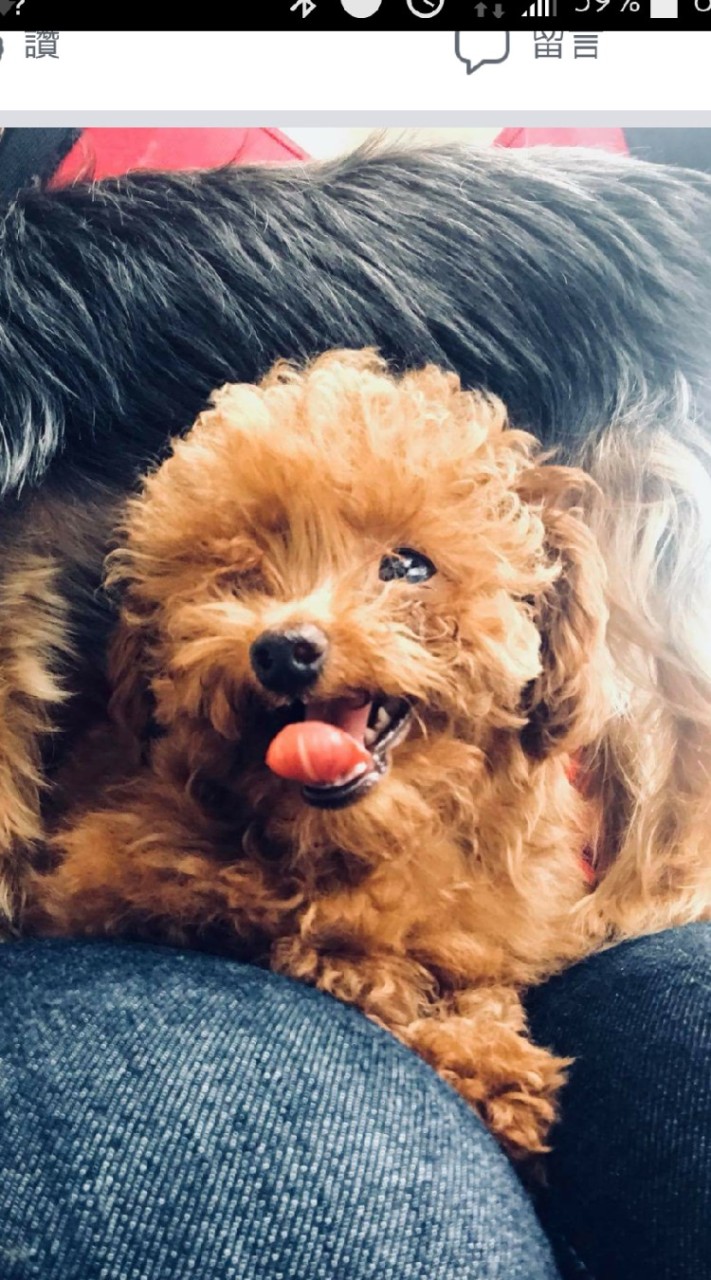 貓犬星人 征服人類計畫