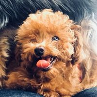 貓犬星人 征服人類計畫