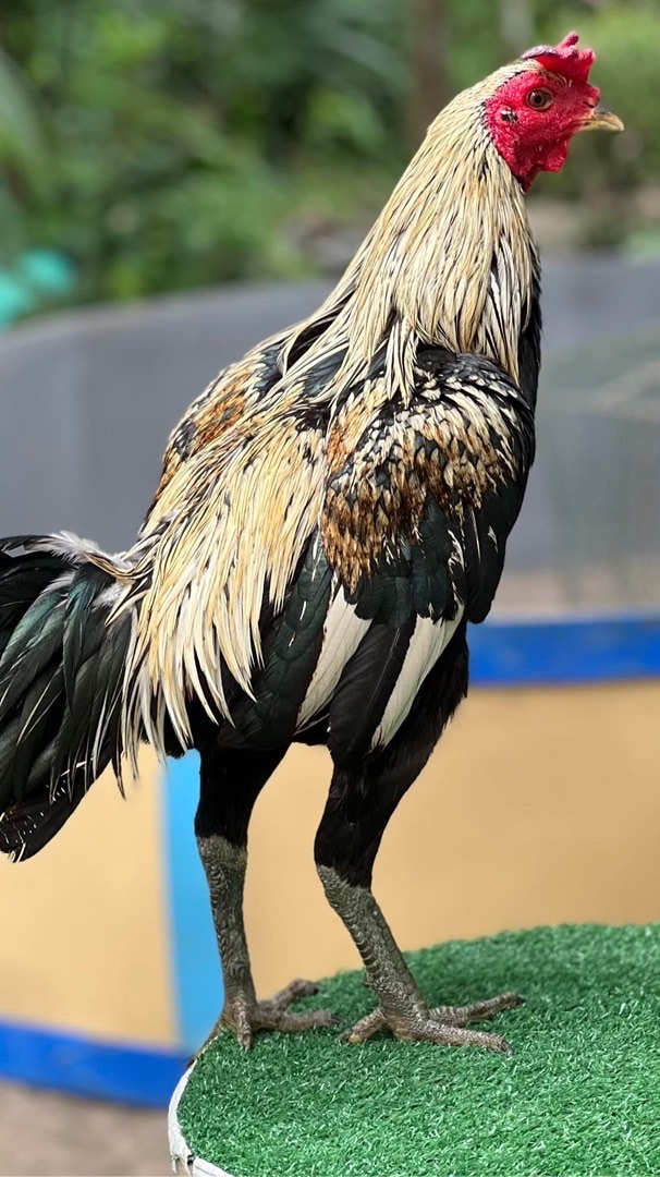 ซุ้มไก่พร้อม บวก+