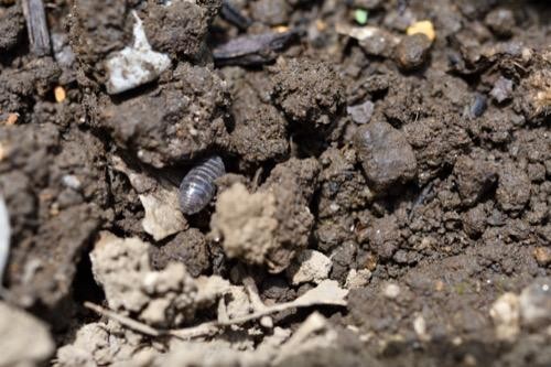家にいれたくない ダンゴムシの駆除方法 庭や家での適切な駆除方法を紹介 オリーブオイルをひとまわしニュース