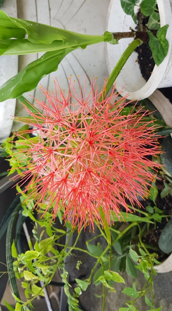 植物🍃盆栽🌱栽培🌾種子🌵多肉🌿花草☘️田園🍀園藝🥬菜園🐂農園🏡綠屋頂🫵綠手指