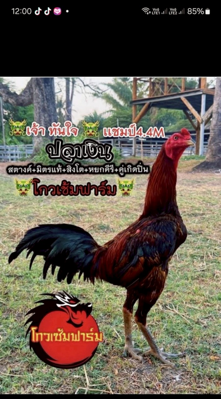ป.เพชรทรายทอง